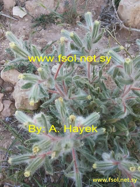 Onosma aleppica Boiss.
